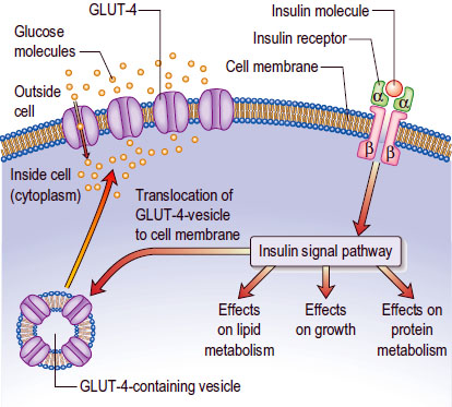 http://sigmanutrition.com/wp-content/uploads/2014/05/insulin-action.jpg