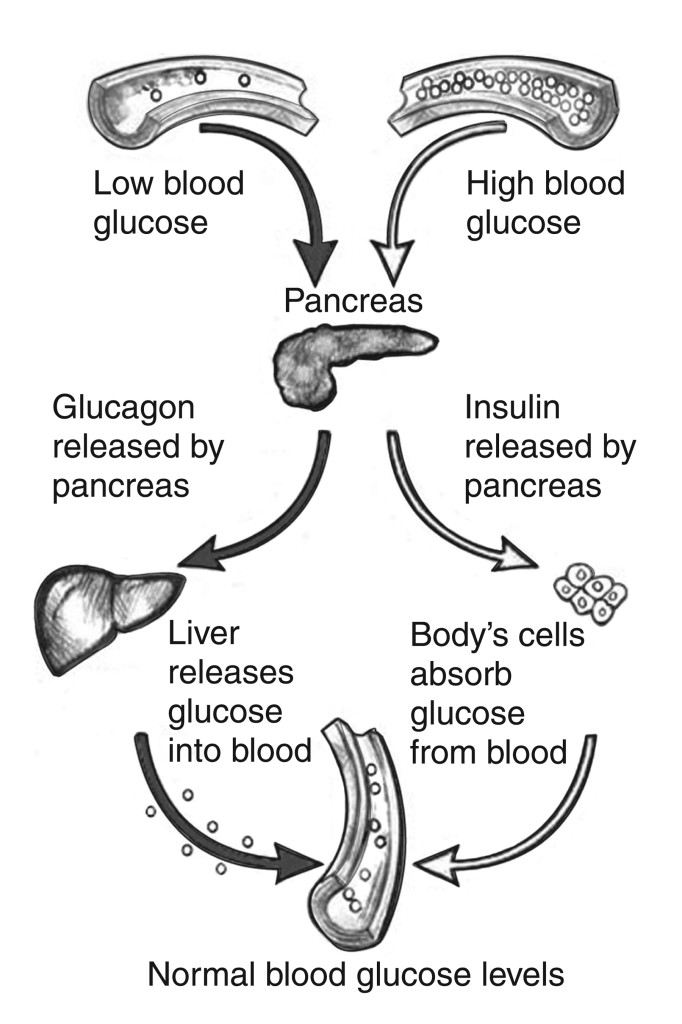 insulin