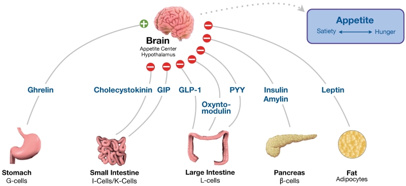 Food-Related-Hormones