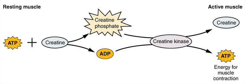 Creatine-Phosphate-Usage