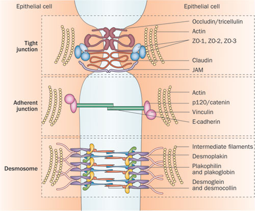 Neunlist et al., 2013, Nature Reviews Gastroenterology & Hepatology 10, 90-100 