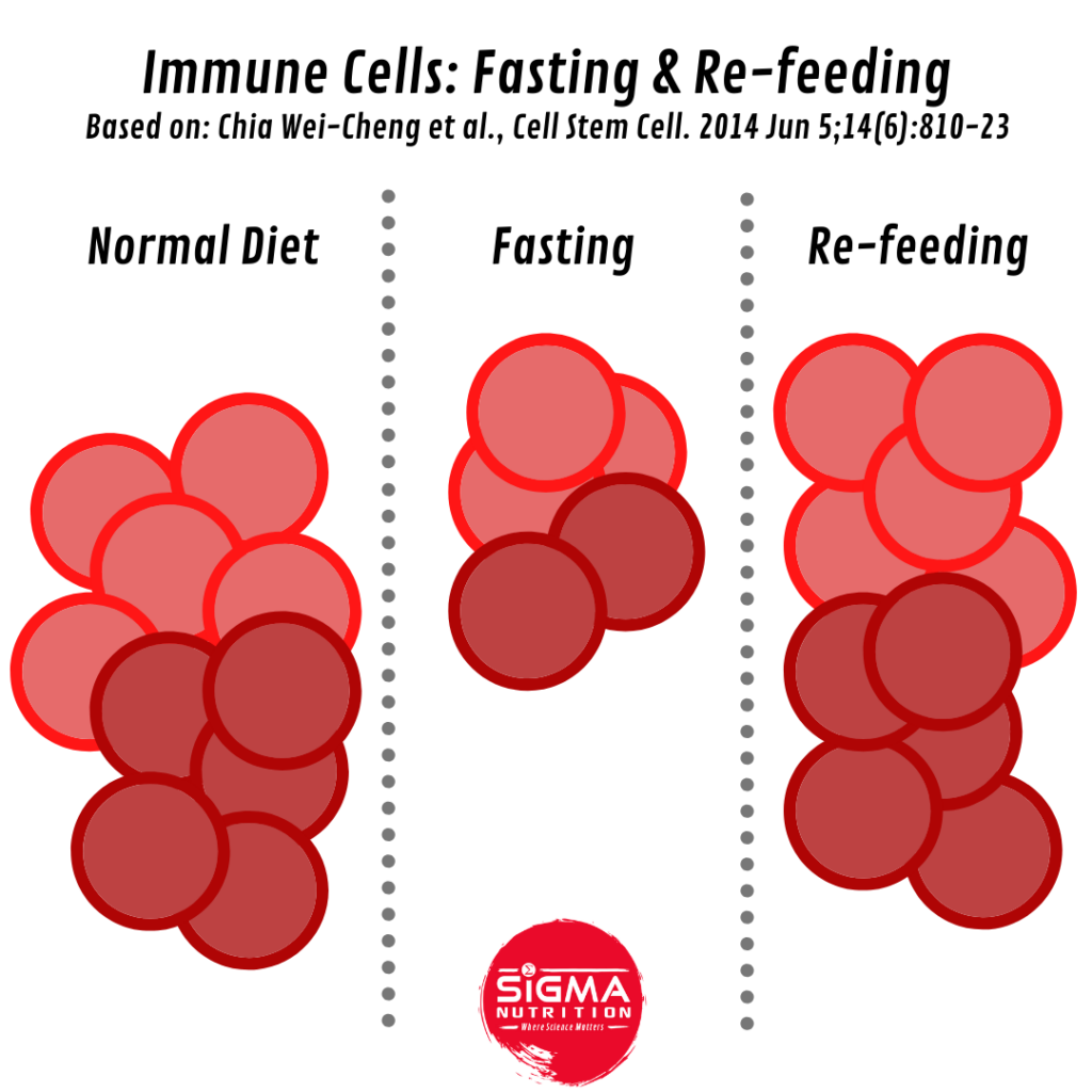 Fasting and longevity